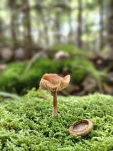 A close-up photograph taken along Peters Brook Trail, part of Blue Hill Heritage Trust. The image features a small, delicate mushroom emerging from lush, mossy greens. An acorn cap lies nearby, adding to the scene's natural charm. The background is softly blurred, highlighting the mushroom and acorn cap in sharp detail, creating a peaceful and serene forest atmosphere.