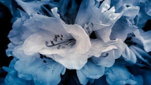 An artistic photograph of azaleas from the Heritage Museums and Gardens in Cape Cod, Massachusetts. This image has been edited to black and white with a blue hue, enhancing the delicate texture and water droplets on the petals. The flowers are captured in intricate detail, creating a striking contrast against the dark background.