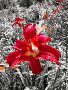 This artistic photograph captures the striking beauty of a red daylily in full bloom, set against a monochrome background of other garden flora. The color pop technique enhances the vivid red petals and golden throat of the flower, making it stand out dramatically. This image was taken at the Coastal Maine Botanical Gardens, showcasing the lush and vibrant landscapes that these gardens are known for.