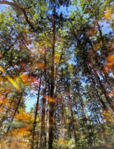 This photograph, taken at Penny's Preserve, part of the Blue Hill Heritage Trust in Maine, features a mesmerizing reflection of trees in a still body of water, enhanced with a painterly effect. The image captures the intricate patterns and textures created by the mirrored trees, with the added painterly effect transforming the scene into an artistic and abstract composition. The blend of natural colors and the fluidity of the reflection evoke a sense of tranquility and wonder. Penny's Preserve is known for its serene landscapes and natural beauty, making it a perfect location for capturing the peacefulness of nature.