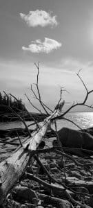 This striking black and white photograph captures a beautifully gnarled tree lying across the rocky shoreline at Harriman Point on the Blue Hill Peninsula in Downeast Maine. Harriman Point is a 138-acre preserve known for its scenic vistas stretching across Blue Hill Bay to Mount Desert Island. The preserve encompasses largely wooded areas, forested wetlands, salt marshes, and a significant stretch of pristine coastline, offering a diverse habitat for wildlife and a peaceful retreat for nature lovers. This image, with its sharp contrasts and dramatic sky, emphasizes the rugged beauty of Maine's coastal landscape, reflecting the area's natural charm and serene atmosphere .