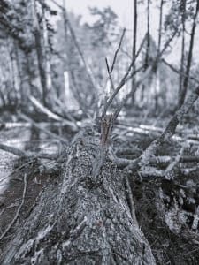 This photograph, part of the "Nature's Fury" collection, was taken on the Blue Mountain Trail in Blue Hill, Maine. It captures the aftermath of storms that swept through coastal Maine last year. The image focuses on a fallen tree, its bark and branches starkly highlighted against a blurred forest background. The monochromatic tones emphasize the texture and damage, illustrating the power of nature and the resilience of the landscape.