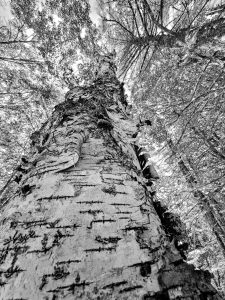 This photograph, taken along Peter's Brook Trail in Blue Hill, Maine, features a striking upward view of a tall birch tree. The perspective emphasizes the textured bark and the towering height of the tree as it reaches toward the canopy above. The black and white treatment of the image highlights the intricate details of the birch's bark, as well as the interplay of light and shadow among the leaves. Peter's Brook Trail, known for its scenic beauty and tranquil atmosphere, offers a perfect setting for capturing the majesty of nature, as seen in this compelling composition.