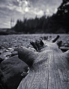 This evocative black and white photograph captures the weathered textures of a driftwood log on Little Hunters Beach in Acadia National Park. The log, shaped and smoothed by the elements, rests on a rocky shore, leading the viewer's eye towards the blurred, forested backdrop. The detailed grains and contours of the wood, highlighted by the play of light and shadow, convey a sense of enduring strength and the timeless beauty of nature's sculpting. This scene encapsulates the rugged and serene landscapes that define Acadia, inviting contemplation and exploration.