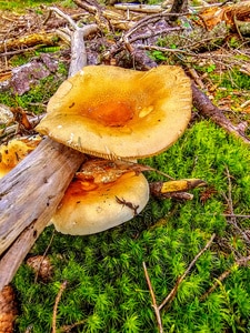 This vibrant photograph, titled "The Mushroom and the Log," captures a close-up view of a large mushroom nestled beside a fallen log on the Blue Hill Mountain Trail in Blue Hill, Maine. The rich, earthy tones of the mushroom contrast beautifully with the vivid green moss, highlighting the intricate details and textures of the forest floor. The natural elements in this scene, from the weathered log to the delicate mushroom, evoke the serene beauty of Maine's woodlands. Captured by Blaine Stoner, this image is a perfect addition to any nature-inspired space.