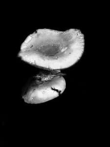 This striking black and white photograph captures a unique mushroom found along the Peters Brook Trail, part of the Blue Hill Heritage Trust in Downeast Maine. The image is composed artistically, featuring the mushroom in a reflective pose, emerging as if it mirrors itself when viewed from above the log where it grew. The removal of the log revealed a near perfect underside image of the mushroom, creating an intriguing and almost surreal visual effect. The deep contrast enhances the delicate textures and shapes of the mushroom, highlighting its fragility against the stark, dark background.