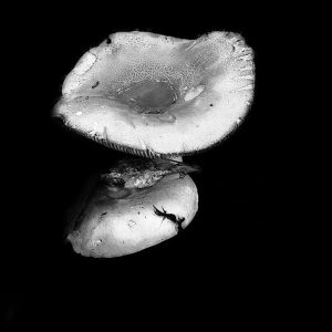 This striking black and white photograph captures a unique mushroom found along the Peters Brook Trail, part of the Blue Hill Heritage Trust in Downeast Maine. The image is composed artistically, featuring the mushroom in a reflective pose, emerging as if it mirrors itself when viewed from above the log where it grew. The removal of the log revealed a near perfect underside image of the mushroom, creating an intriguing and almost surreal visual effect. The deep contrast enhances the delicate textures and shapes of the mushroom, highlighting its fragility against the stark, dark background.