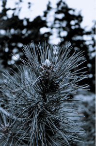 A close-up photograph of a pine tree branch, showcasing the intricate details of its needles and cones. The image has a cool, muted color palette, enhancing the natural texture and form of the pine needles. The background is softly blurred, bringing the focus entirely on the branch and its fine details. This photo captures the quiet beauty and resilience of nature.