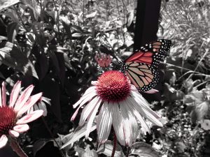 This vibrant photograph captures a monarch butterfly delicately perched on a coneflower at the Coastal Maine Botanical Gardens in Boothbay, Maine. The selective color technique highlights the butterfly's striking orange and black wings, along with the rich red and white hues of the coneflower, against a desaturated background. The lush foliage surrounding the scene creates a natural, tranquil atmosphere, making this image a celebration of the beauty of nature. The Coastal Maine Botanical Gardens, known for its stunning landscapes and diverse plant collections, provides the perfect setting for such a captivating moment.