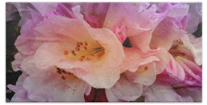 Add a burst of floral elegance to your bathroom with the Drops on Azaleas towel, featuring the breathtaking photography of Blaine Stoner. This towel captures the delicate beauty of azaleas adorned with dew-like drops, showcasing soft pink petals with intricate details that bring the flowers to life. Perfect for adding a touch of natural serenity to your bathroom or beach outings. Key Features: Premium Quality Fabric: Crafted from ultra-soft and absorbent polyester, ensuring comfort and durability for everyday use. Vivid, Fade-Resistant Print: The high-resolution image preserves the delicate colors and intricate textures of the azaleas, making it a timeless piece of art on a functional towel. Versatile Size Options: Available in multiple sizes, from hand towels to full beach towels, to suit your needs. Easy Care: Machine washable for effortless maintenance, keeping the towel looking fresh and vibrant over time. Perfect for Any Bathroom: Ideal for nature enthusiasts, floral lovers, or anyone looking to bring a touch of springtime into their home decor. Immerse yourself in the tranquil beauty of nature with this stunning towel. Photography by Blaine Stoner.