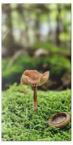 Add a touch of woodland charm to your home with "The Acorn and the Shroom" towel. This beautifully detailed towel features a close-up photograph of a delicate mushroom standing beside a small acorn cap, nestled among a lush bed of vibrant green moss. The soft focus background highlights the intricate textures and earthy tones, creating a peaceful, nature-inspired accent that brings the serenity of the forest to your bathroom or kitchen decor. Perfect for nature lovers and anyone who appreciates the beauty of the outdoors. Key Features: High-Quality Material: Crafted from soft, absorbent fabric that ensures both comfort and durability. Detailed, Fade-Resistant Print: The high-resolution image captures the fine details of the mushroom and acorn, ensuring long-lasting vibrancy even after multiple washes. Generous Size: Available in various sizes, making it ideal for use as a bath towel, beach towel, or kitchen towel. Machine Washable: Easy to care for, simply machine wash and tumble dry to maintain its quality. Perfect for Any Home: Home Decor: Bring a touch of woodland tranquility to your space with this unique towel. Gifting: A thoughtful gift for nature enthusiasts, hikers, or anyone who appreciates the simple beauty of the forest. Photography by Blaine Stoner. Tags: nature photography, woodland decor, mushroom art, moss green, forest floor, nature lover gift, earthy tones, home decor, blaine stoner photography, the acorn and the shroom, unique towels.