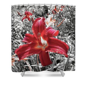 Elevate your bathroom decor with the striking "The Bloom" Shower Curtain. This captivating photograph by Blaine Stoner highlights the vibrant red hue of a blooming flower against a contrasting black-and-white background, creating a dramatic and artistic focal point for your space. The bold color contrast and intricate details of the petals bring a touch of nature's beauty into your home, perfect for adding a pop of color and elegance to any bathroom. Key Features: High-Quality Fabric: Made from 100% polyester, this shower curtain is durable, water-resistant, and designed to last. Detailed, Fade-Resistant Print: The high-resolution print captures the vivid red tones and crisp contrasts, ensuring the image remains vibrant over time. Generous Size: Measuring 71" x 74", it provides full coverage for standard showers and bathtubs. Easy Installation: Comes with 12 reinforced hook holes, making it simple to hang with your favorite shower curtain hooks. Machine Washable: Easy to care for, this shower curtain is machine washable, allowing for hassle-free maintenance. Perfect for Any Bathroom: Home Decor: Infuse your bathroom with the dramatic beauty of nature with this eye-catching artistic shower curtain. Gifting: This shower curtain makes a thoughtful gift for those who appreciate bold photography, floral art, and unique home decor. Bring a vibrant touch of nature into your bathroom with "The Bloom" Shower Curtain. Photography by Blaine Stoner.