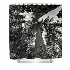 Transform your bathroom into a serene forest retreat with the "Stretched Pine" Shower Curtain. This striking photograph by Blaine Stoner captures the towering majesty of pine trees as they stretch towards the sky, offering a unique perspective from the forest floor. The black and white tones emphasize the textures and patterns of the tree bark and the dense foliage, creating a captivating focal point that brings the beauty of nature indoors. Key Features: High-Quality Fabric: Crafted from 100% polyester, this shower curtain is both durable and water-resistant, designed to withstand the rigors of daily use. Crisp, Fade-Resistant Print: The detailed photography is printed with precision, ensuring that the intricate textures and contrasts remain vibrant over time. Generous Size: Measuring 71" x 74", it provides full coverage for standard showers and bathtubs. Easy Installation: Equipped with 12 reinforced hook holes for effortless hanging with your preferred shower curtain hooks. Machine Washable: Easy to care for, this shower curtain is machine washable for hassle-free maintenance. Perfect for Any Bathroom: Home Decor: Bring the tranquility of the forest into your bathroom with this artistically designed shower curtain. Gifting: An ideal gift for nature lovers, photography enthusiasts, and those who appreciate the beauty of the outdoors.