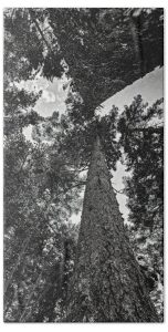 Elevate your bathroom décor with The Stretched Pines towel, featuring the captivating black-and-white photography of Blaine Stoner. This towel showcases the towering pines of a lush forest, captured from a unique perspective that draws the viewer's gaze upwards, emphasizing the height and majesty of these ancient trees. Perfect for adding a touch of natural elegance and serene beauty to your bathroom or beach outing. Key Features: Premium Quality Fabric: Made from 100% polyester, ensuring softness, absorbency, and durability for everyday use. Detailed, Fade-Resistant Print: The high-resolution image preserves the intricate details and contrasts of the forest scene, offering a timeless piece of art on a functional towel. Versatile Size Options: Available in multiple sizes, from hand towels to full beach towels, to suit your needs. Easy Care: Machine washable for effortless maintenance, keeping the towel looking sharp and fresh over time. Perfect for Any Bathroom: Home Décor: Add a touch of nature's grandeur to your bathroom with this beautifully artistic towel. Gifting: A thoughtful gift for nature lovers, photography enthusiasts, or fans of Blaine Stoner's work. Immerse yourself in the serene beauty of nature with this striking towel. Photography by Blaine Stoner.