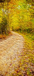 Bring the warmth of autumn into your bathroom with the "A Fall Country Lane" towel. This vibrant artwork by Blaine Stoner captures a sunlit forest path, adorned with brilliant golden leaves that shimmer with painterly texture. The rich, vivid colors of the trees create a sense of warmth and nostalgia, making this towel a perfect addition for nature lovers or those seeking a seasonal touch in their decor.