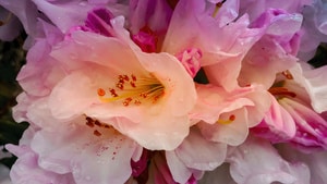 Close up of pink flowers with morning dew showing on the petals