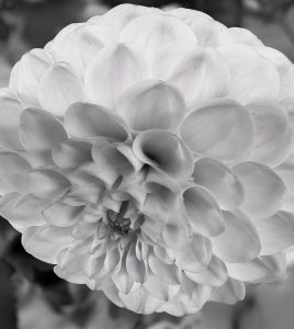 Close up of flower with hint of color added to black and white photograph showcasing glowing pedals