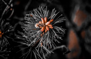 A close-up photograph of a pine tree branch, highlighting rusty-red pine buds against monochrome needles, showcasing texture and contrast in nature.