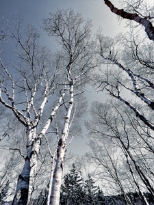 This photograph captures the serene beauty of birch trees along the Great Head Trail in Acadia National Park. The trees reach skyward, their white bark stark against the deep blue sky, creating a striking contrast. The image evokes a sense of tranquility and timelessness, highlighting the natural elegance and resilience of the birch trees in this iconic location. The photo is a testament to the quiet majesty found within Acadia National Park.