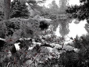 A photograph titled "The Mossy Pines," capturing a serene scene at Asticou Azalea Garden in Northeast Harbor, Maine. The image features a moss-covered pine branch with a color pop effect, highlighting vibrant touches of red against the muted tones of the peaceful garden landscape.