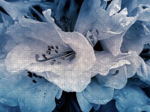 Photograph of azalea flowers in shades of blue, highlighted by morning dew, captured by Blaine Stoner.