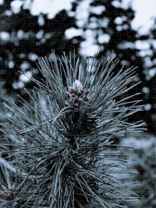 Cedar Pine Puzzle by Blaine Stoner featuring a close-up of cedar pine needles dusted with frost.