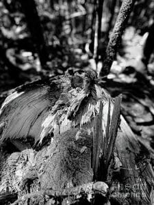 This photograph, part of the "Nature's Fury" collection, was taken along the Peters Brook Trail, part of the Blue Hill Heritage Trust in Maine. It captures the raw aftermath of the coastal storms that impacted Maine last year. The image focuses on the splintered remains of a tree trunk, highlighting the intricate textures and details of the broken wood. The black-and-white composition emphasizes the stark contrast between the tree's rugged surface and the forest background, showcasing nature's powerful forces and the landscape's resilience.