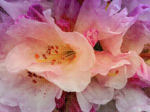 Close-up photograph of azalea petals with water droplets, captured by Blaine Stoner.