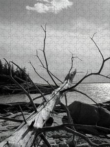 Black and white photograph of a fallen tree on a rocky shoreline with a moody sky and reflective water in the background, captured by Blaine Stoner.