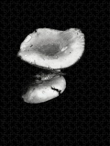 Black and white photograph of a mushroom with its reflection on a dark background, captured by Blaine Stoner.