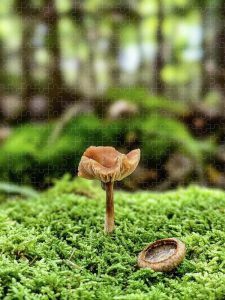 The Mushroom and the Acorn Puzzle by Blaine Stoner featuring a mushroom and an acorn cap on a lush bed of moss.