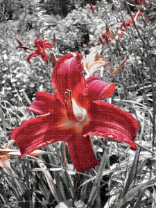 Photograph of a vibrant red flower in full bloom, with a selective color effect highlighting the flower against a black and white background, captured by Blaine Stoner.