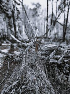 A jigsaw puzzle featuring a detailed image of a felled tree in a forest, with its branches stretching out amidst a desolate, muted landscape.