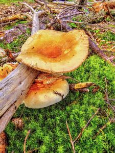 Vibrant photograph of a mushroom growing beside a fallen log on a mossy forest floor, captured by Blaine Stoner.