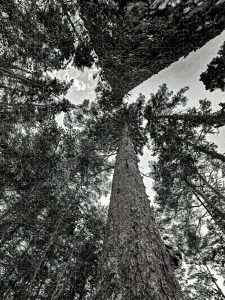 Black and white photograph of towering pines from an upward perspective, captured by Blaine Stoner.