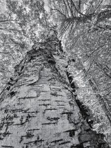 Here’s a description for the Tall Birch Puzzle that maintains the style you prefer, while ensuring it has a unique opening and includes the puzzle sizes: Immerse yourself in the serene beauty of nature with the Tall Birch Puzzle, a masterpiece of photography by Blaine Stoner. This stunning puzzle captures the majesty of towering birch trees, their slender trunks reaching skyward, surrounded by the quiet calm of a woodland setting. The intricate details and soothing palette of this image create a peaceful yet challenging puzzle experience, perfect for nature lovers and puzzle enthusiasts alike. Whether you're assembling the 96-piece, 252-piece, 500-piece, or 1,000-piece version, this puzzle offers a captivating journey through the natural world, piece by piece. Key Features: Premium Quality: Constructed with durable, high-grade materials for a long-lasting and satisfying puzzle experience. Vibrant, Fade-Resistant Print: The high-resolution image is printed with care, ensuring the design stays vibrant and detailed through multiple assemblies. Multiple Size Options: Available in 96 pieces, 252 pieces, 500 pieces, and 1,000 pieces to match your skill level and preference. Tranquil and Engaging: Ideal for those who find solace in nature and enjoy the challenge of a well-crafted puzzle. Add this beautiful puzzle to your collection or gift it to a loved one who appreciates the quiet elegance of nature. Photography by Blaine Stoner. Key Features: Premium Quality: Constructed with durable, high-grade materials for a long-lasting and satisfying puzzle experience. Vibrant, Fade-Resistant Print: The high-resolution image is printed with care, ensuring the design stays vibrant and detailed through multiple assemblies. Multiple Size Options: Available in 96 pieces, 252 pieces, 500 pieces, and 1,000 pieces to match your skill level and preference. Tranquil and Engaging: Ideal for those who find solace in nature and enjoy the challenge of a well-crafted puzzle