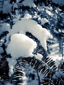 Snow On The Pine