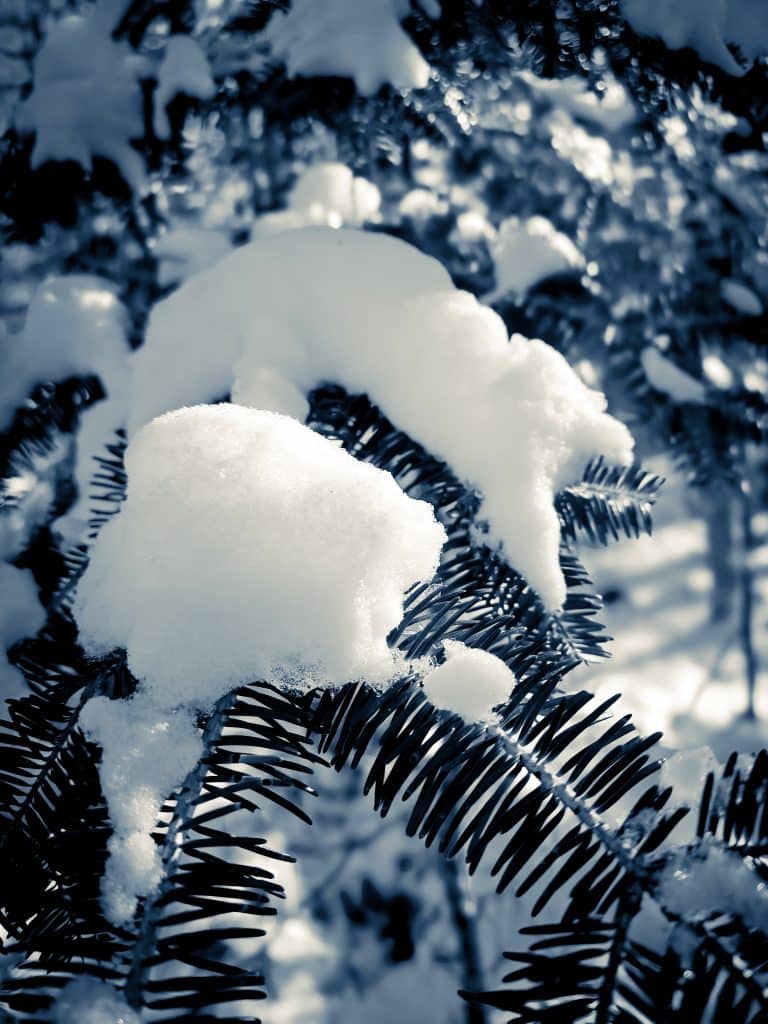 Snow On The Pine