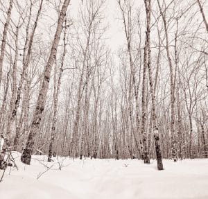 The Snowy Birch Field