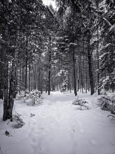 Snowy Trail