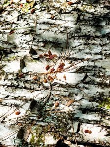 The Birch Bark