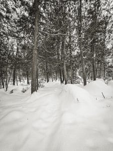 Winter Through The Trees