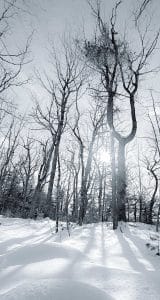 Winter's Sun