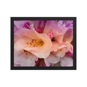 premium luster photo paper framed poster in black 11x14 front 683111d3348e3.jpg