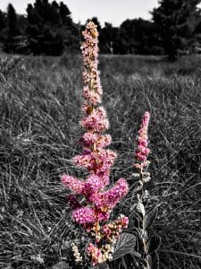 This wildflower rises from the meadow with color too bold to ignore. Captured on the Peters Brook Trail in Blue Hill, Maine.