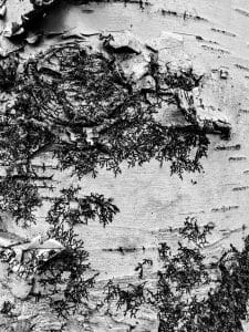 Delicate lichen and peeling bark sketch quiet patterns across this birch tree in black and white. Nature writes its own language in layers and decay.