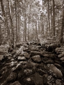 Wandering through timeless woods along Peter’s Brook Trail. A peaceful stream cuts through the mossy stones in sepia tones.