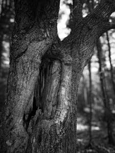 Twisted, weathered, and open to the world—this tree bears its story in silence. Captured along the Kingdom Woods Trails in Blue Hill, Maine.