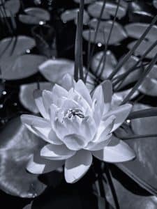 Delicate yet resilient, this lily flower emerges with quiet grace from the still waters along the Bowl Trail in Acadia National Park. Captured in monochrome, every petal glows with luminous softness, while the layered lily pads and tall reeds dissolve into shadow, drawing the viewer’s gaze toward the radiant heart of the bloom. Light sparkles faintly on the surface—like whispers of motion frozen in time—highlighting the flower’s pristine form and meditative stillness. “Silent Bloom” reflects both the strength and vulnerability of nature, echoing Acadia’s peaceful pockets of beauty often found in the most unassuming places. Through Blaine Stoner’s lens, this moment becomes a celebration of contrast—light and shadow, clarity and mystery, bloom and silence.