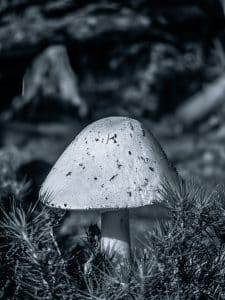 Tucked quietly among the undergrowth on a Blue Hill Heritage Trust trail in Blue Hill, Maine, this lone mushroom rises like a sentinel of the forest floor. Captured in high detail and rendered in striking black and white, the composition isolates the mushroom’s smooth, dome-like cap against a soft, painterly blur of bark, shadows, and pine. Flecks of soil cling to its surface like notes from the earth, grounding the piece in its wild origins. With the light falling gently across its rounded form, this image transforms a fleeting forest moment into a meditative portrait of solitude and strength. The delicate needles of nearby pine offer both scale and contrast, wrapping the subject in texture and softness. It’s a quiet moment of discovery—familiar yet mysterious—immortalized through Blaine Stoner’s lens.